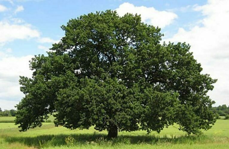 عوسمان عومەر: دار بەڕوو شجرة السندیان یا بلوط.