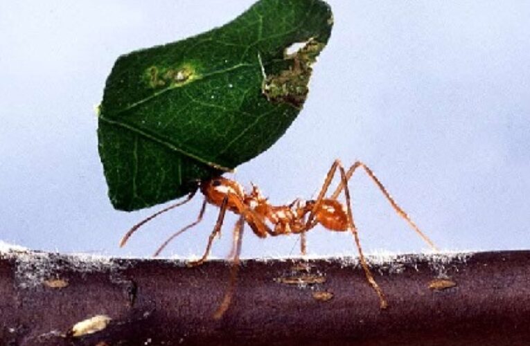 مێروولە …. النمل ….ANT